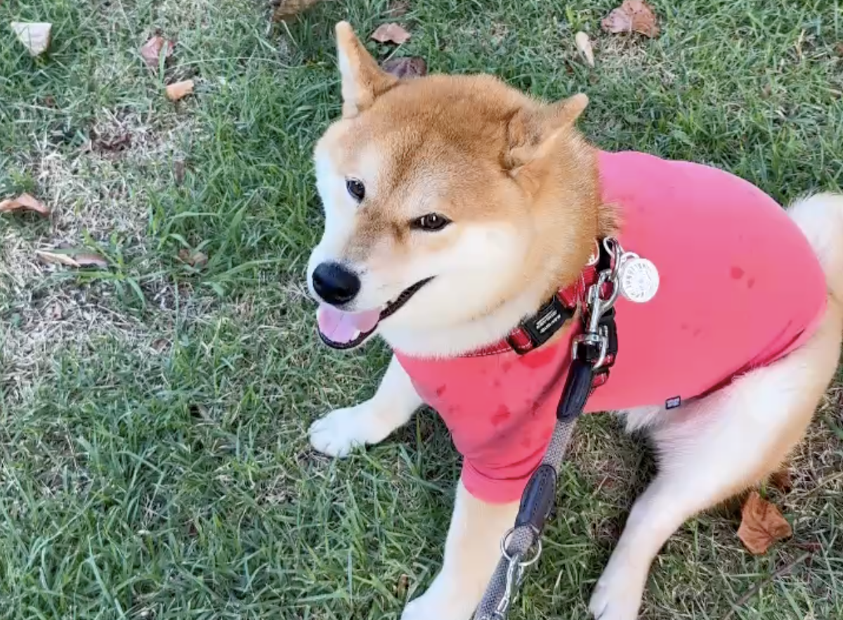 ということで、とーちゃんと一緒です。お散歩は休み休み行きます。