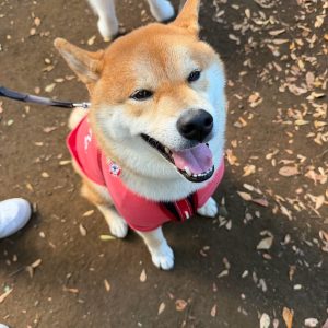とーちゃん、何とかやってます。というか、かなり頑張っています。柴犬子犬ハルのワンダフルライフ