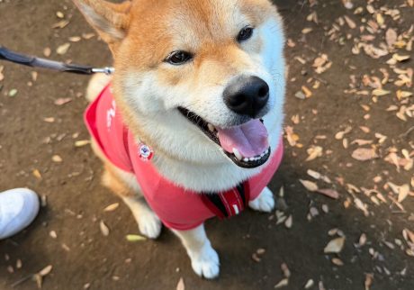 とーちゃん、何とかやってます。というか、かなり頑張っています。柴犬子犬ハルのワンダフルライフ