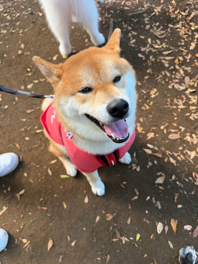 とーちゃん、何とかやってます。というか、かなり頑張っています。柴犬子犬ハルのワンダフルライフ