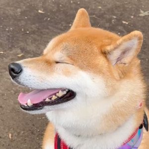 あっという間に夏の終わり、ドッグランにも秋の気配が。柴犬子犬ハルのワンダフルライフ