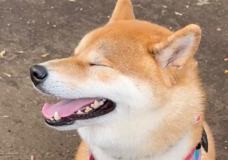 あっという間に夏の終わり、ドッグランにも秋の気配が。柴犬子犬ハルのワンダフルライフ
