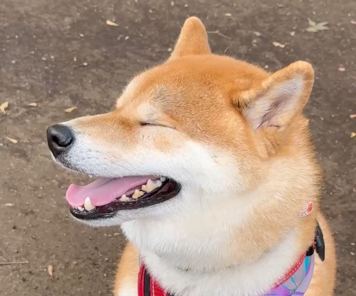 あっという間に夏の終わり、ドッグランにも秋の気配が。