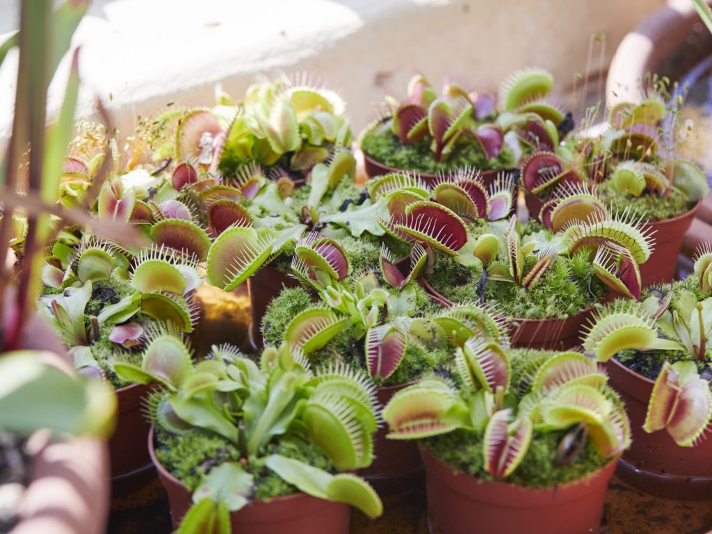 食虫植物の「ヴィーナス・フライトラップ（ハエトリグサ）」。
