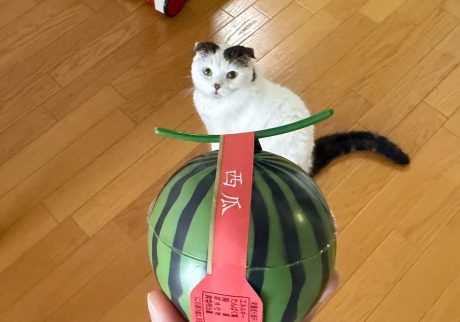 オレの元に美味しそうなものが届いた！スコティッシュフォールド いなほ | 「いなほ、オレ物語」をいつも見てくれている飼い主のお友達からいただいた、〈新宿高野〉の果実ピュアゼリー！