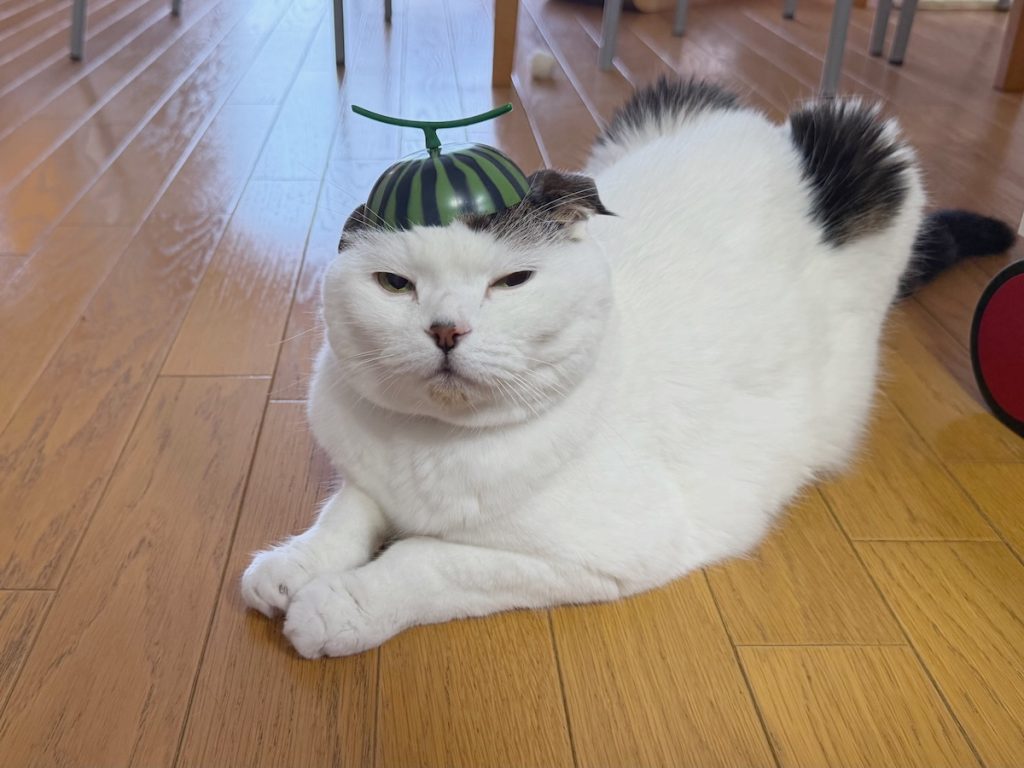 西瓜になってみたんやけど、どう〜？スコティッシュフォールド いなほ | すいかです。キリッとしてみました。どうですか。