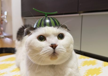 西瓜になってみたんやけど、どう〜？スコティッシュフォールド いなほ | きゅるるんとしてみました。かわいいですか。目がすいかと同じ色！