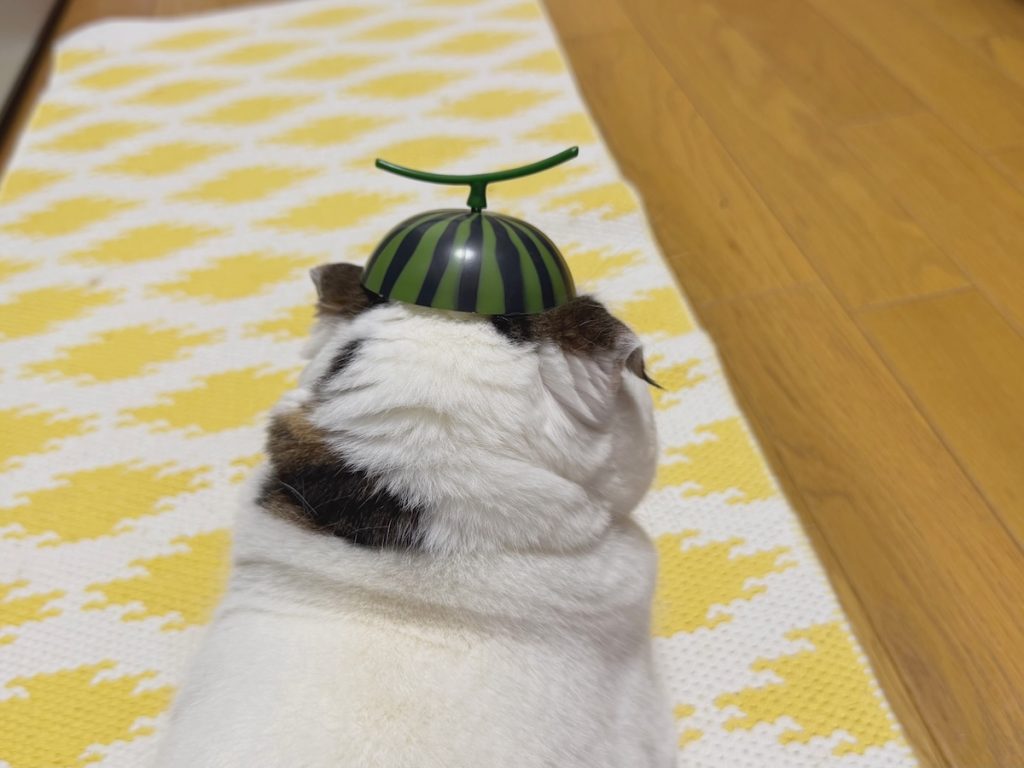西瓜になってみたんやけど、どう〜？スコティッシュフォールド いなほ | 飼い主がずっと後ろ姿を見て、笑ってるんやけど。おかしいの？
