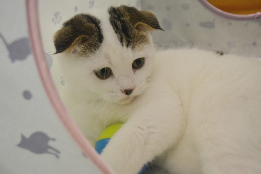 赤ちゃんのオレ、邪魔も大好きやったんやで〜。スコティッシュフォールド いなほ | 赤ちゃんのオレシリーズ。ボールをギュッと抱きしめるオレ。赤ちゃんなのに強い意志を感じるね！