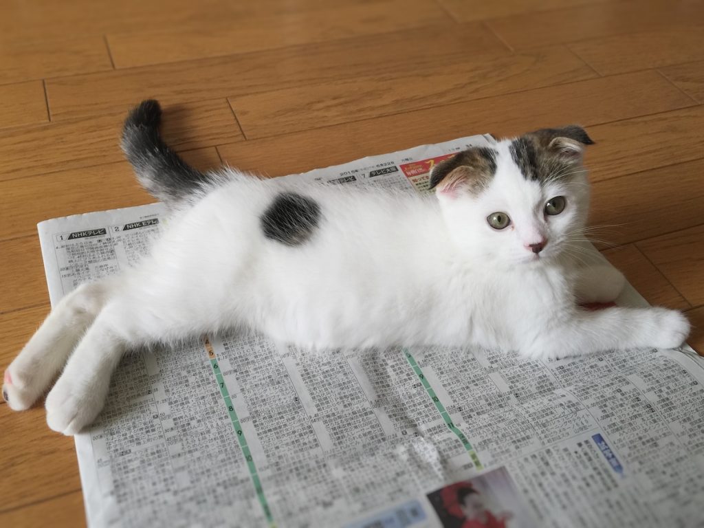 赤ちゃんのオレ、邪魔も大好きやったんやで〜。スコティッシュフォールド いなほ | 邪魔だけど、かわいいオレ!