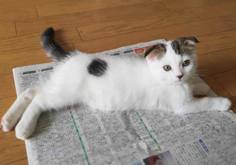 赤ちゃんのオレ、邪魔も大好きやったんやで〜。スコティッシュフォールド いなほ | 邪魔だけど、かわいいオレ!
