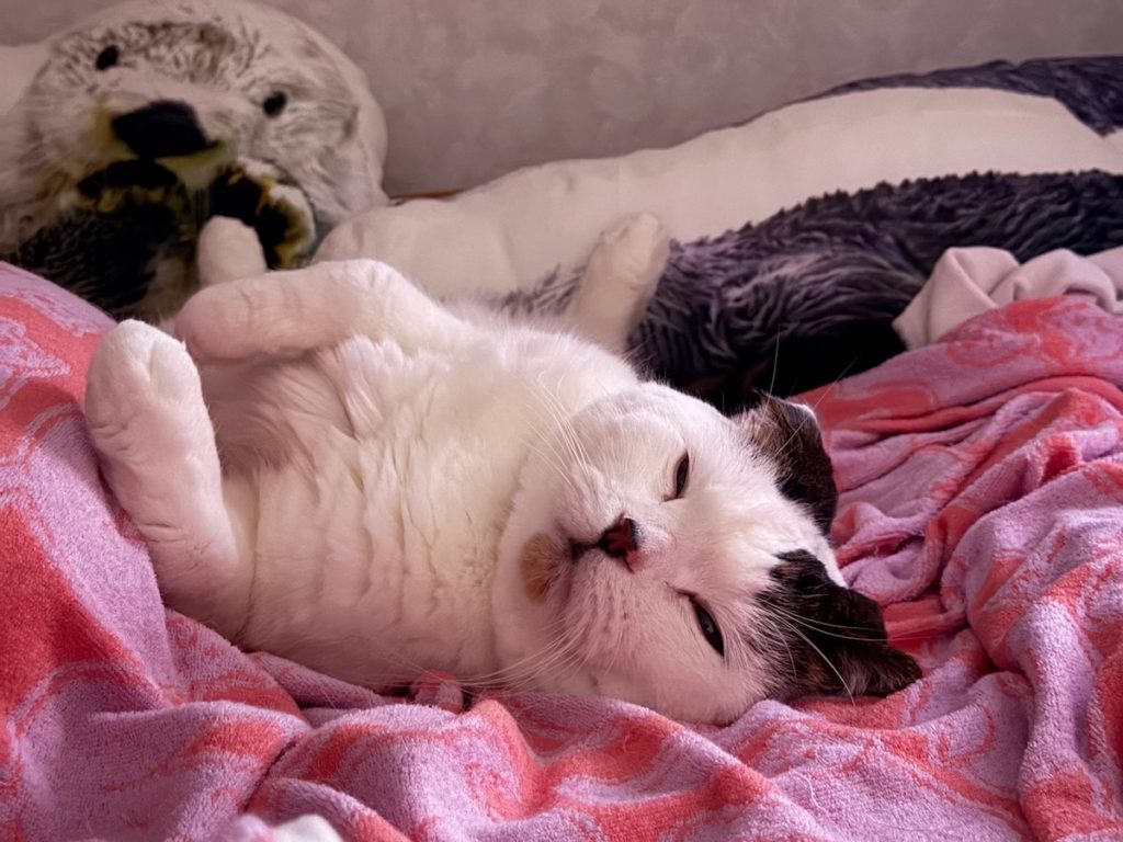 よく寝るのが一番！ と言いたいオレ。スコティッシュフォールド いなほ | 9月のある日。飼い主が1週間くらいずーーっと寝ててん（人生初のインフルエンザだったみたい......)