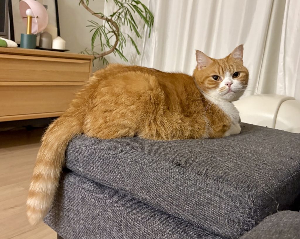 磯辺揚げみたいなシッポ。ハチワレ とろろ | 飼い主「とろちゃん、シッポ長いね!」 磯辺揚げみたいなシッポ。ハチワレ とろろ | 飼い主「とろちゃん、シッポ長いね!」