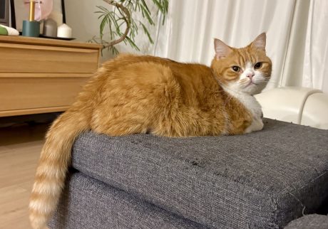 磯辺揚げみたいなシッポ。ハチワレ とろろ | 飼い主「とろちゃん、シッポ長いね！」