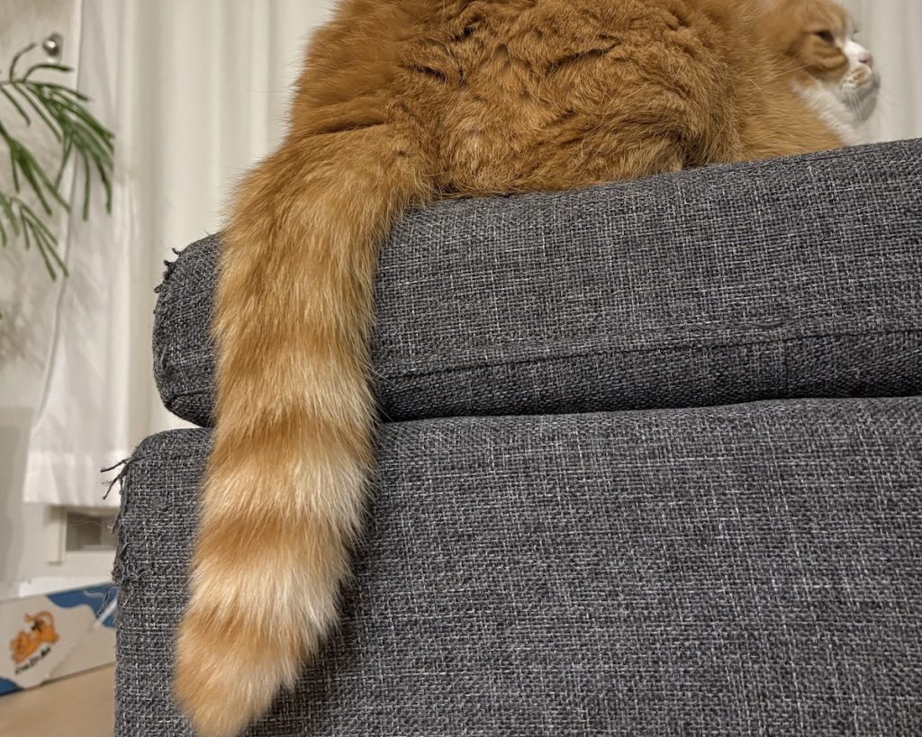 磯辺揚げみたいなシッポ。ハチワレ とろろ | とろろ「そう?」
飼い主「磯辺揚げみたいだね!」 磯辺揚げみたいなシッポ。ハチワレ とろろ | とろろ「そう?」
飼い主「磯辺揚げみたいだね!」