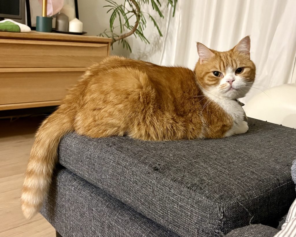 磯辺揚げみたいなシッポ。ハチワレ とろろ | とろろ「何それ? おいしいの?」
飼い主「おいしいけど、とろちゃんは食べられないよ……」 磯辺揚げみたいなシッポ。ハチワレ とろろ | とろろ「何それ? おいしいの?」
飼い主「おいしいけど、とろちゃんは食べられないよ……」