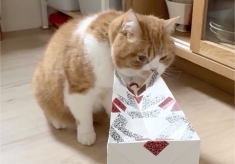 紙袋に突進！！ハチワレ とろろ | 勢いよく紙袋に突進したけど、中にうまく入れなかったよ……
でも何か良い匂いがする。くんくん……。