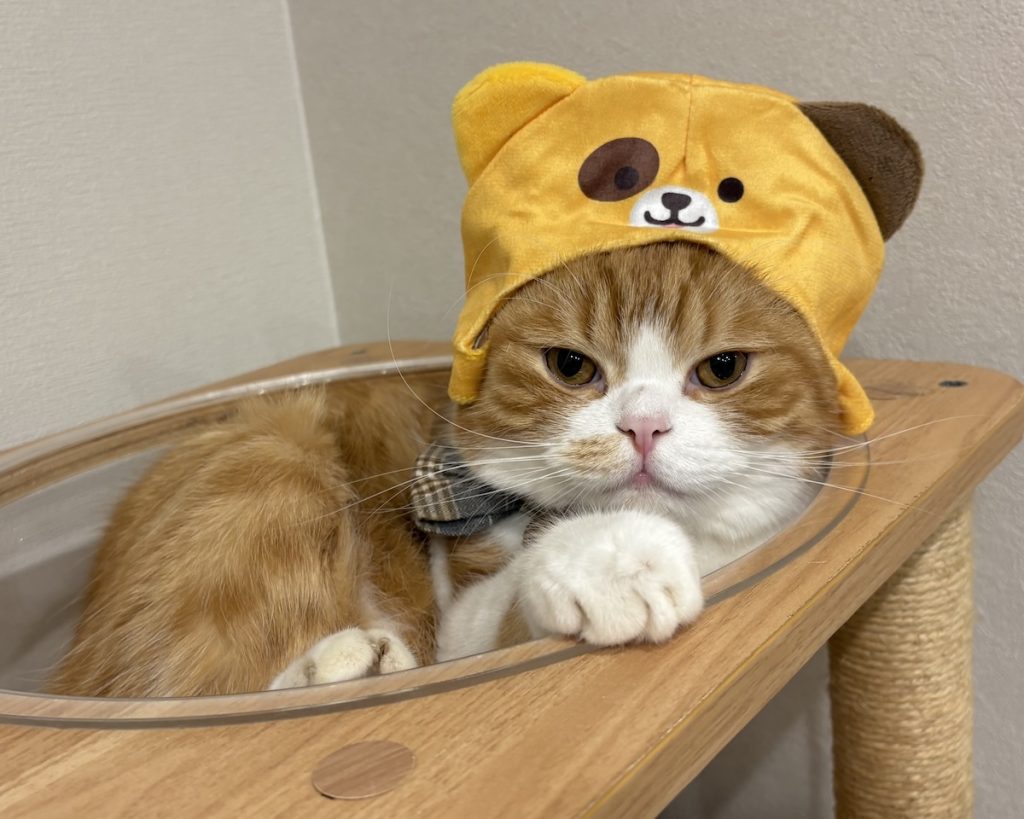 僕はハロウィンで熊さんになりました。