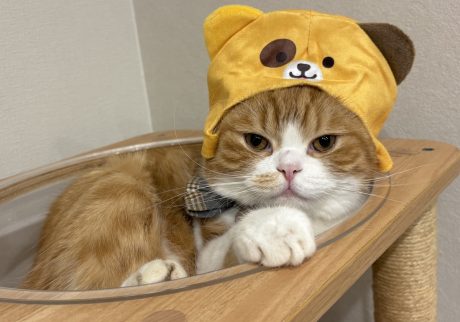 僕はハロウィンで熊さんになりました。 僕はハロウィンで熊さんになりました。