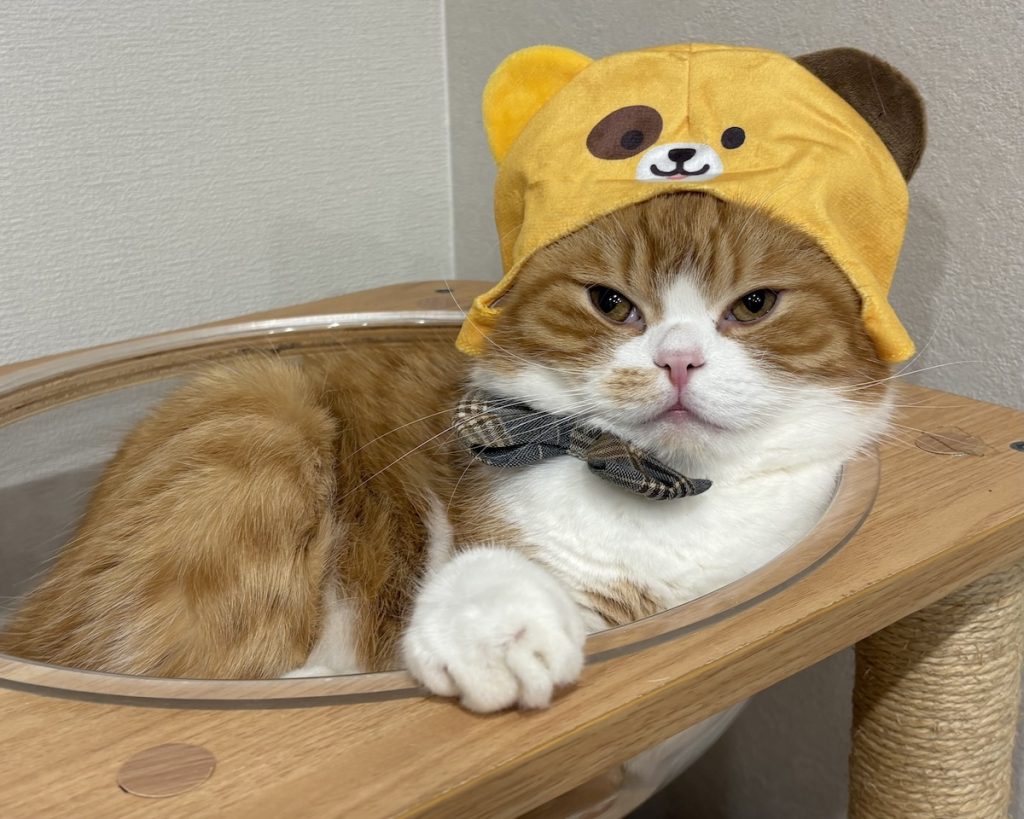 僕はハロウィンで熊さんになりました。 | ガォー！ 熊出没注意だよ。（少し怖い顔）
「飼い主さん、これで合ってる？」