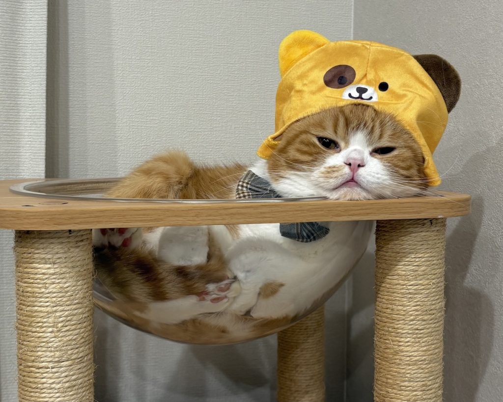 僕はハロウィンで熊さんになりました。 | 恥ずかしいので、僕は冬眠します。zzz。