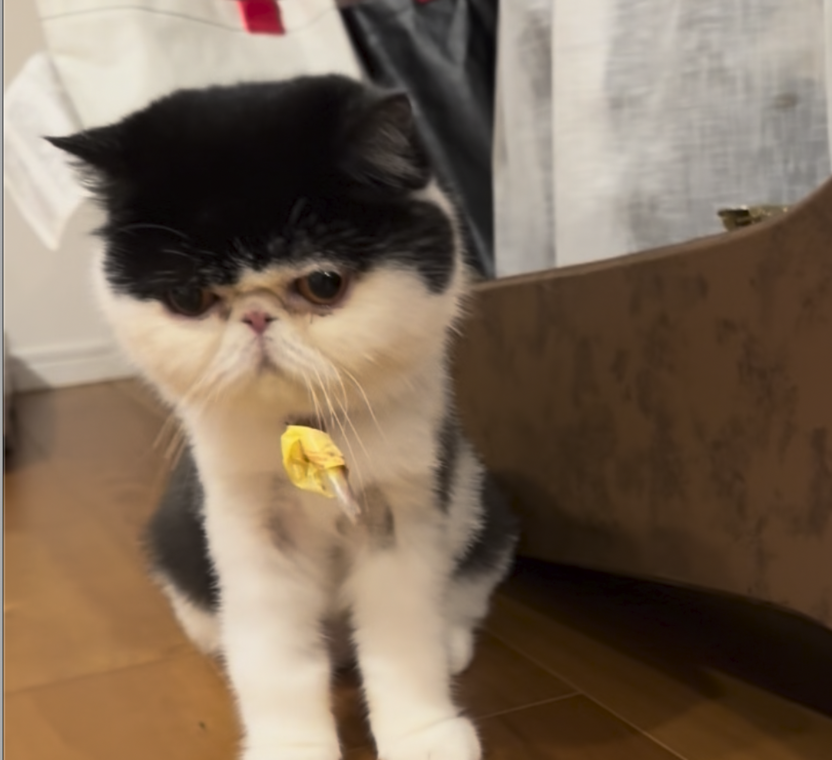 ちろりのお髭に付いているのは、なあに？【おちょこ、ぽのぽのだより。vol.282】