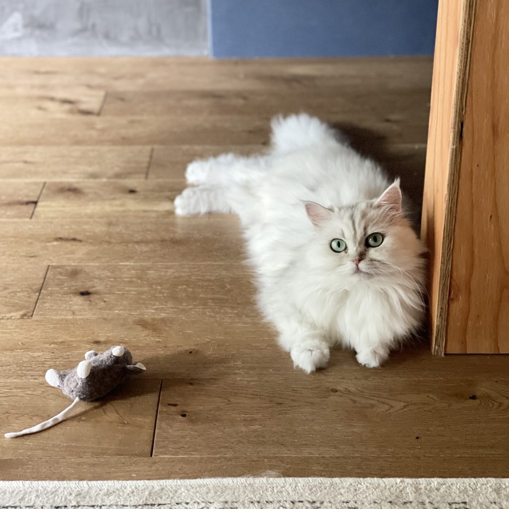 ねこが、飼い主を選ぶ。エッセイスト・仁平綾のねことの暮らし#1 | 京都に移住してから出合ったエリザベス（通称ベスコ）。