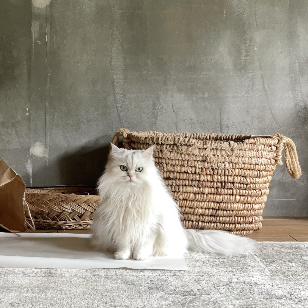 ねこが、飼い主を選ぶ。エッセイスト・仁平綾のねことの暮らし#1