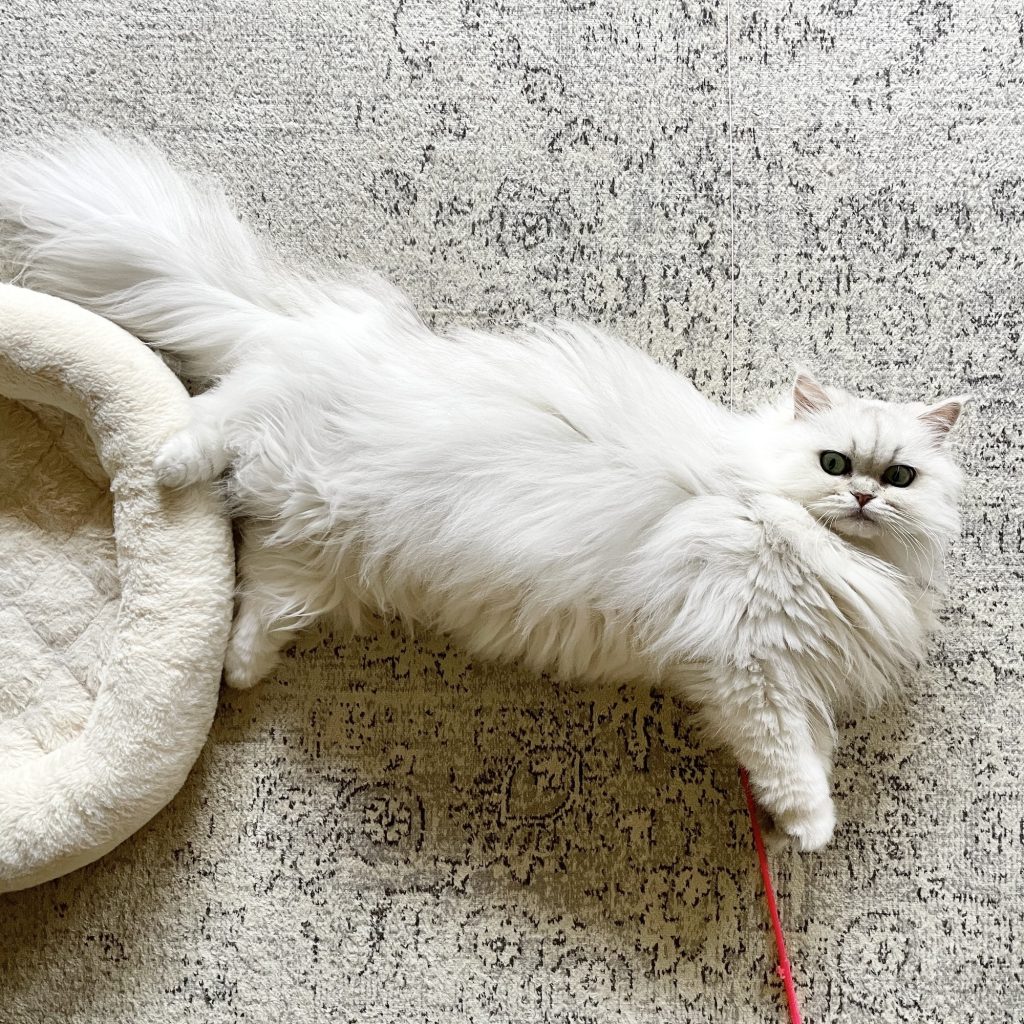 ねこが、飼い主を選ぶ。エッセイスト・仁平綾のねことの暮らし#1