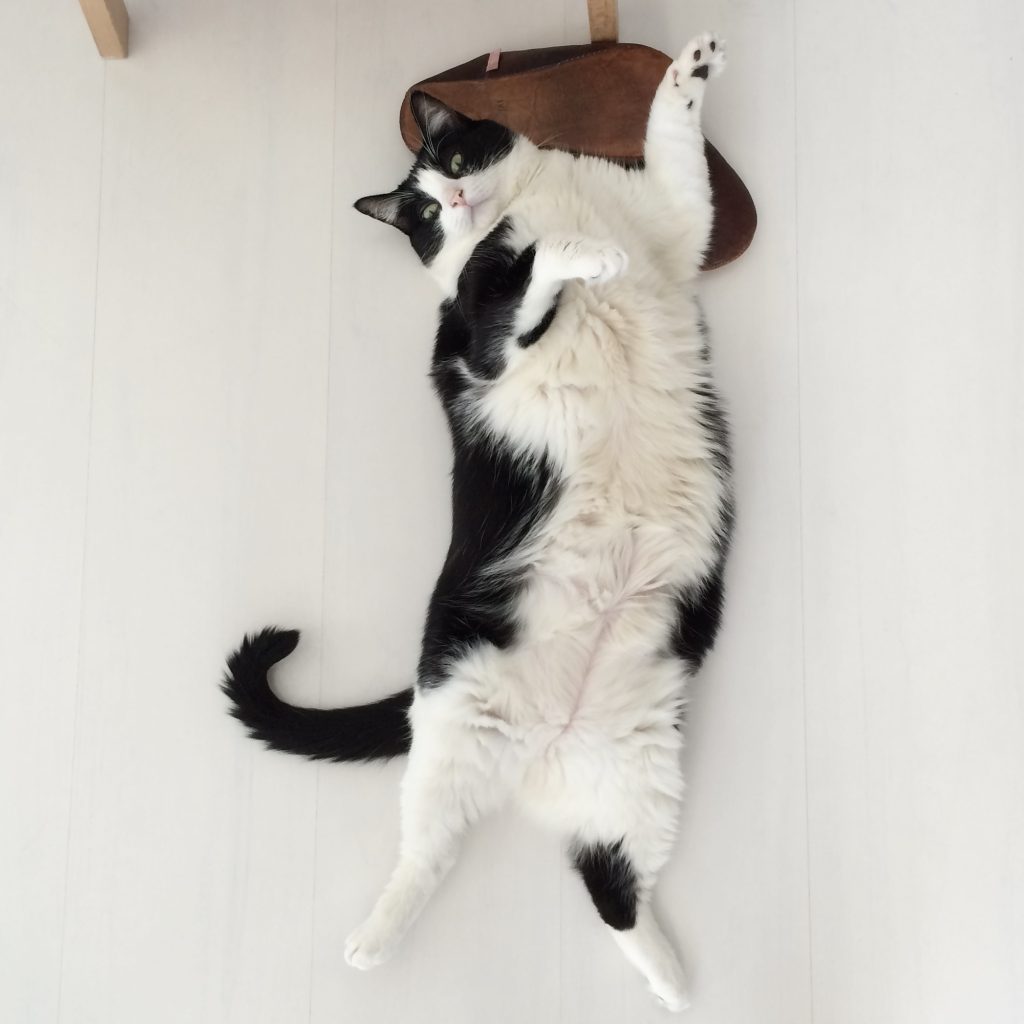 ねこが、飼い主を選ぶ。エッセイスト・仁平綾のねことの暮らし#1