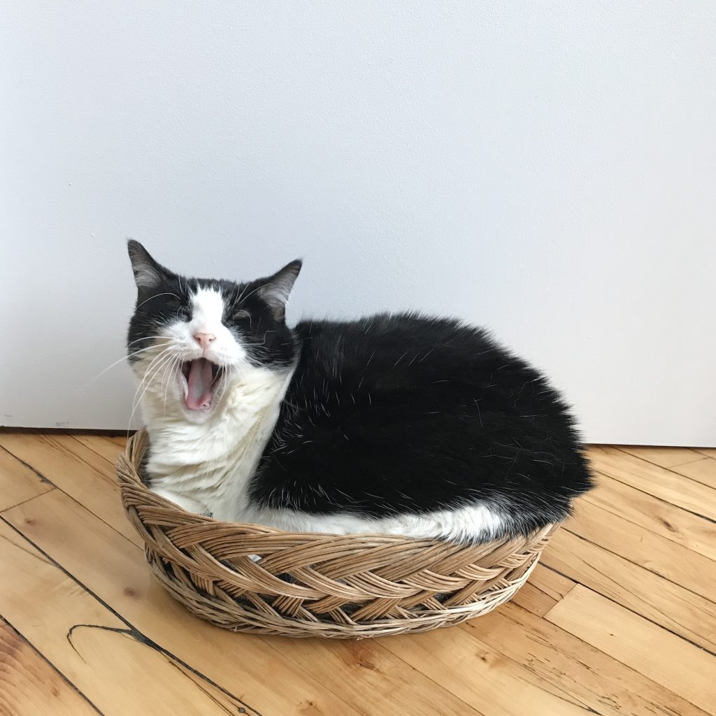 ねこが、飼い主を選ぶ。エッセイスト・仁平綾のねことの暮らし#1 | ニューヨークのときに一緒に暮らしていた飼い猫、ミチコ。