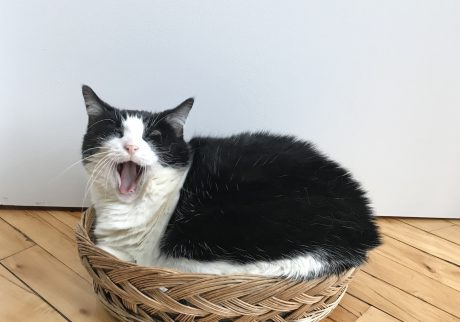 ねこが、飼い主を選ぶ。エッセイスト・仁平綾のねことの暮らし#1 | ニューヨークのときに一緒に暮らしていた飼い猫、ミチコ。