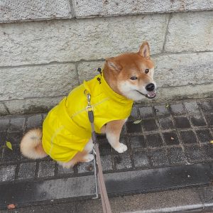 だって雨降ってるんだよ、柴犬は濡れるのがほんとは好きじゃない。柴犬子犬ハルのワンダフルライフ