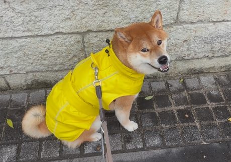 だって雨降ってるんだよ、柴犬は濡れるのがほんとは好きじゃない。柴犬子犬ハルのワンダフルライフ