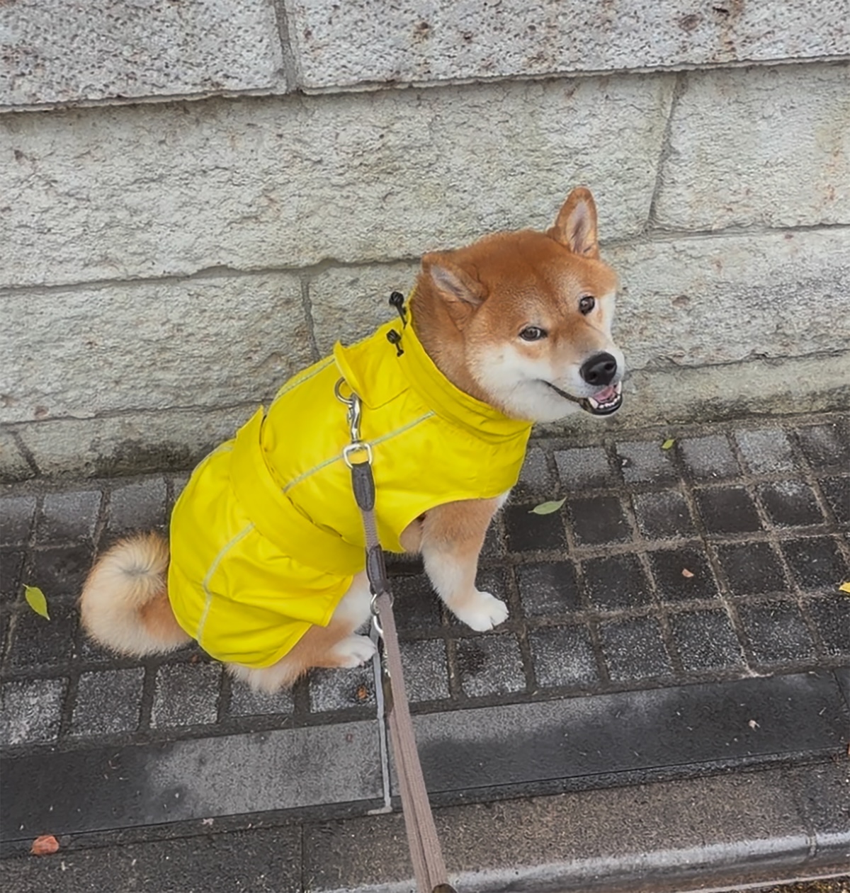 だって雨降ってるんだよ、柴犬は濡れるのがほんとは好きじゃない。