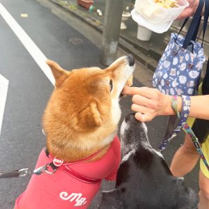 本日の「こはしず弁当」はなんとおでん。そりゃあみんなが群がります。柴犬子犬ハルのワンダフルライフ
