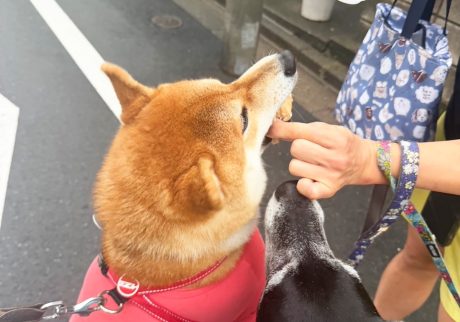 本日の「こはしず弁当」はなんとおでん。そりゃあみんなが群がります。柴犬子犬ハルのワンダフルライフ