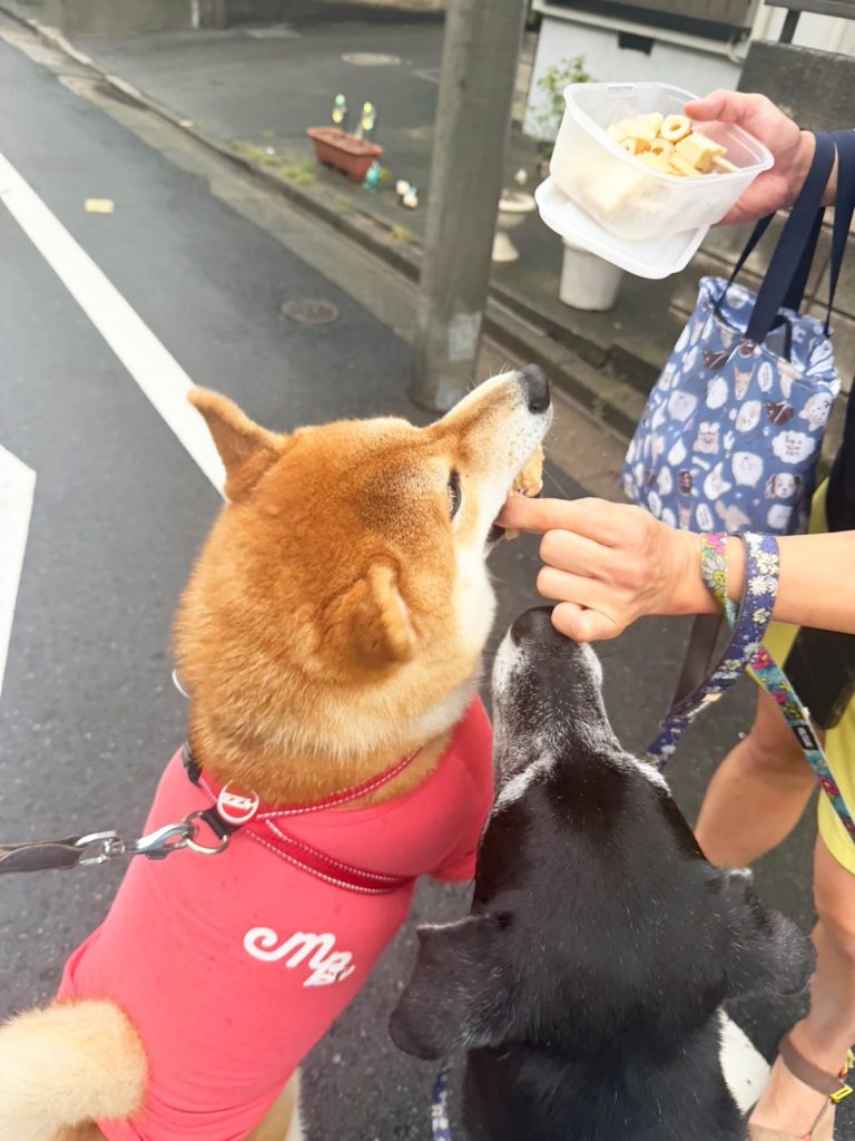 本日の「こはしず弁当」はなんとおでん。そりゃあみんなが群がります。柴犬子犬ハルのワンダフルライフ