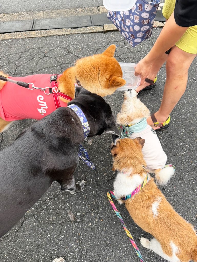本日の「こはしず弁当」はなんとおでん。そりゃあみんなが群がります。柴犬子犬ハルのワンダフルライフ