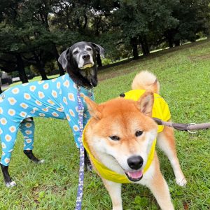 犬も台湾犬もアメリカンブリーも、みんな雨ガッパの日。 柴犬子犬ハルのワンダフルライフ