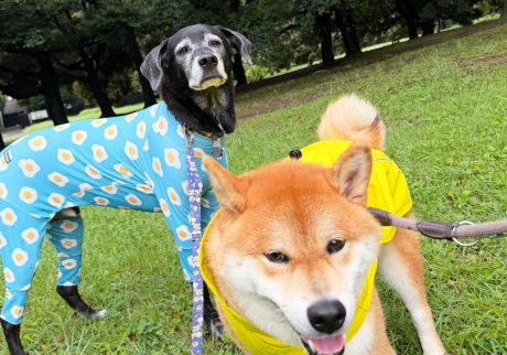 犬も台湾犬もアメリカンブリーも、みんな雨ガッパの日。 柴犬子犬ハルのワンダフルライフ