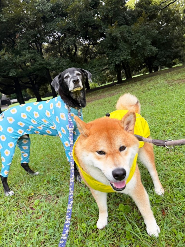 犬も台湾犬もアメリカンブリーも、みんな雨ガッパの日。 柴犬子犬ハルのワンダフルライフ 犬も台湾犬もアメリカンブリーも、みんな雨ガッパの日。 柴犬子犬ハルのワンダフルライフ