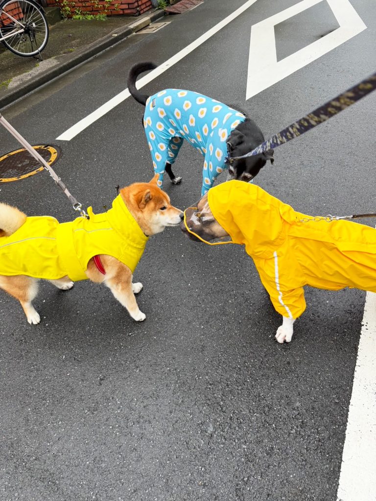 犬も台湾犬もアメリカンブリーも、みんな雨ガッパの日。 柴犬子犬ハルのワンダフルライフ 犬も台湾犬もアメリカンブリーも、みんな雨ガッパの日。 柴犬子犬ハルのワンダフルライフ