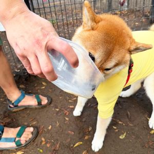 お弁当箱はきれいにしないとね、最後のひと舐めをがんばる柴犬をご査収ください。