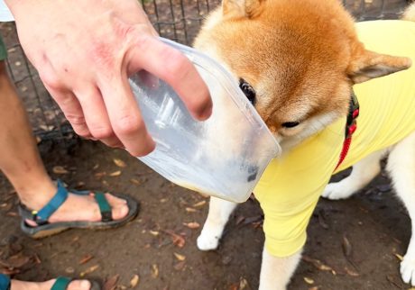 お弁当箱はきれいにしないとね、最後のひと舐めをがんばる柴犬をご査収ください。