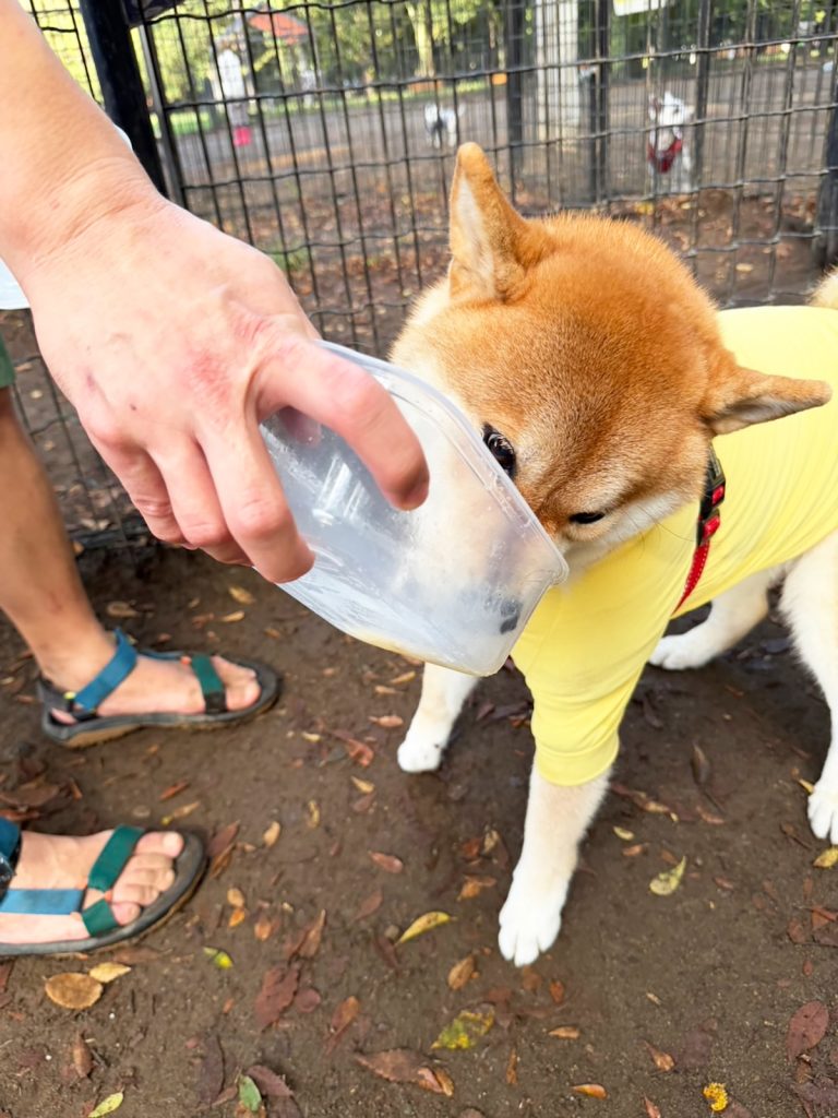 お弁当箱はきれいにしないとね、最後のひと舐めをがんばる柴犬をご査収ください。 お弁当箱はきれいにしないとね、最後のひと舐めをがんばる柴犬をご査収ください。