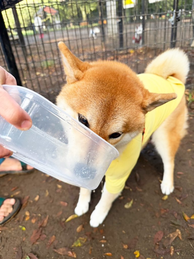 お弁当箱はきれいにしないとね、最後のひと舐めをがんばる柴犬をご査収ください。 お弁当箱はきれいにしないとね、最後のひと舐めをがんばる柴犬をご査収ください。
