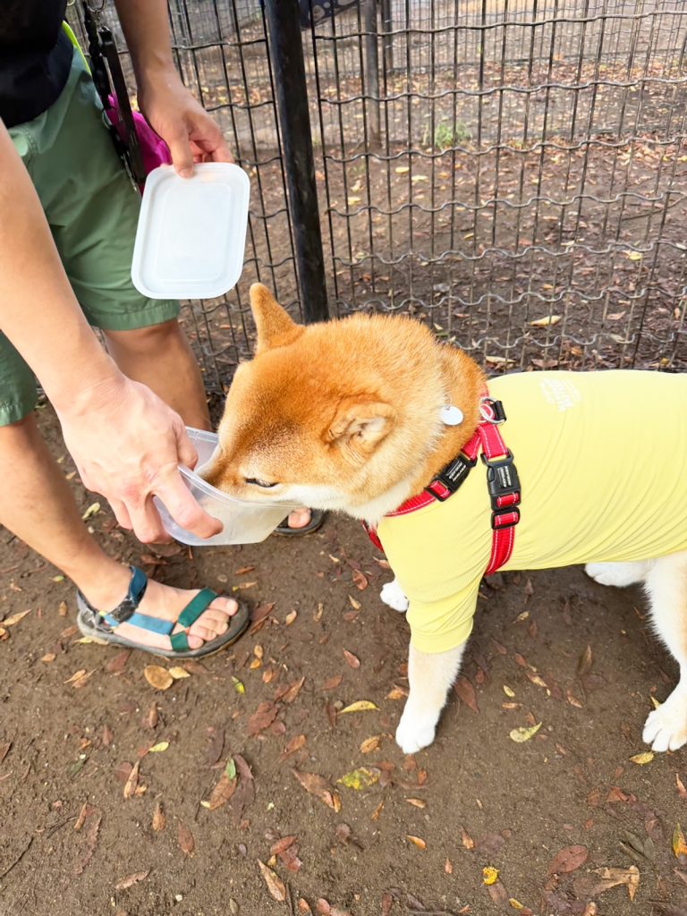お弁当箱はきれいにしないとね、最後のひと舐めをがんばる柴犬をご査収ください。 お弁当箱はきれいにしないとね、最後のひと舐めをがんばる柴犬をご査収ください。