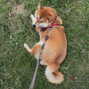 歩く？ 歩かない？ 柴犬とはそういうものなのです。  柴犬子犬ハルのワンダフルライフ