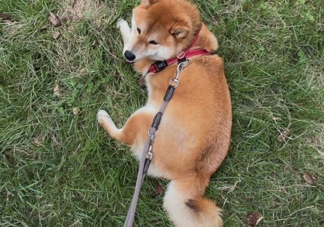 歩く？ 歩かない？ 柴犬とはそういうものなのです。  柴犬子犬ハルのワンダフルライフ
